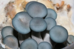 Austernpilze - Verschiedene Arten » Taubenblauer Austernpilz